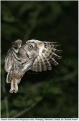 Megascops asio