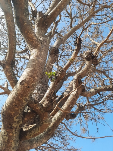 Image of Lannea coromandelica by (c) Vikas D Prasad, some rights reserved (CC BY-SA)