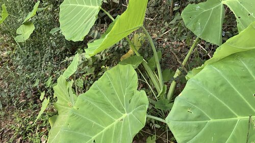 giant elephant ear (Leucocasia gigantea)