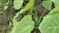 Leucocasia gigantea, photograph author not stated, no rights reserved