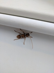 Eburia quadrigeminata