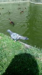 Columba livia domestica