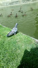 Columba livia domestica