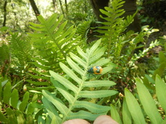 Monocesta ducalis