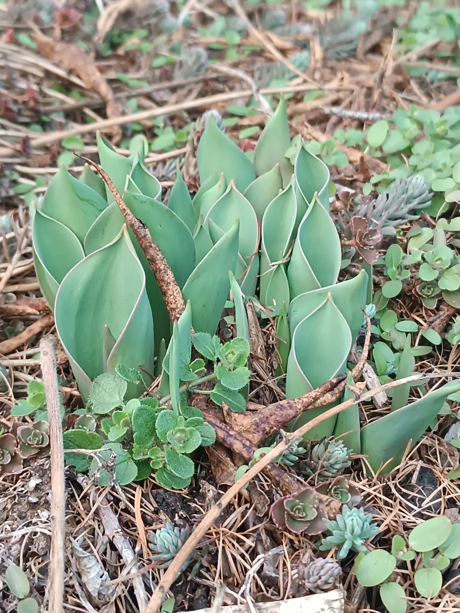 Imagem de Tulipa