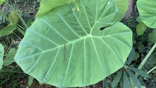 Leucocasia gigantea, photograph 6