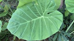 Leucocasia gigantea, photograph author not stated, no rights reserved