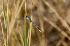 Enallagma carunculatum