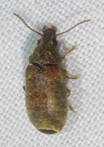 Mycterus maculosus