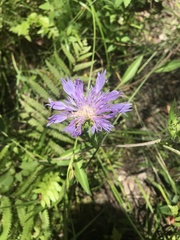 Stokesia laevis