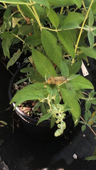 Anacridium aegyptium