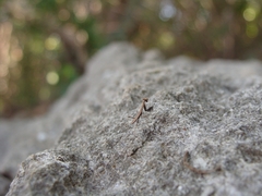 Callimantis antillarum