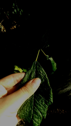 Image of Handroanthus serratifolius by (c) cristianol1456, some rights reserved (CC BY-SA)
