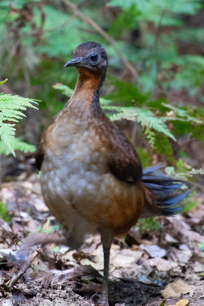 Albert's Lyrebird