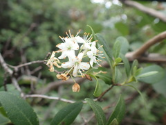 Rhododendron micranthum