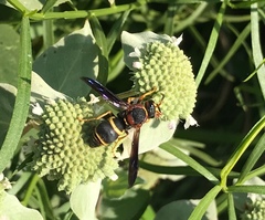 Euodynerus crypticus