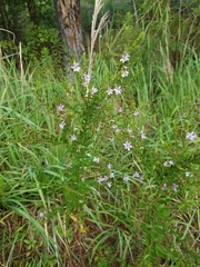Lythrum alatum lanceolatum