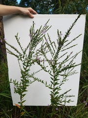 Lythrum alatum lanceolatum