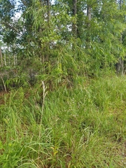 Lythrum alatum lanceolatum