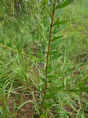 Lythrum alatum lanceolatum
