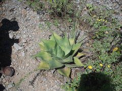 Agave asperrima