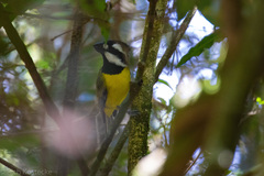 Falcunculus frontatus