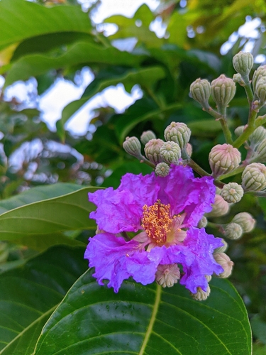 Lagerstroemia speciosa