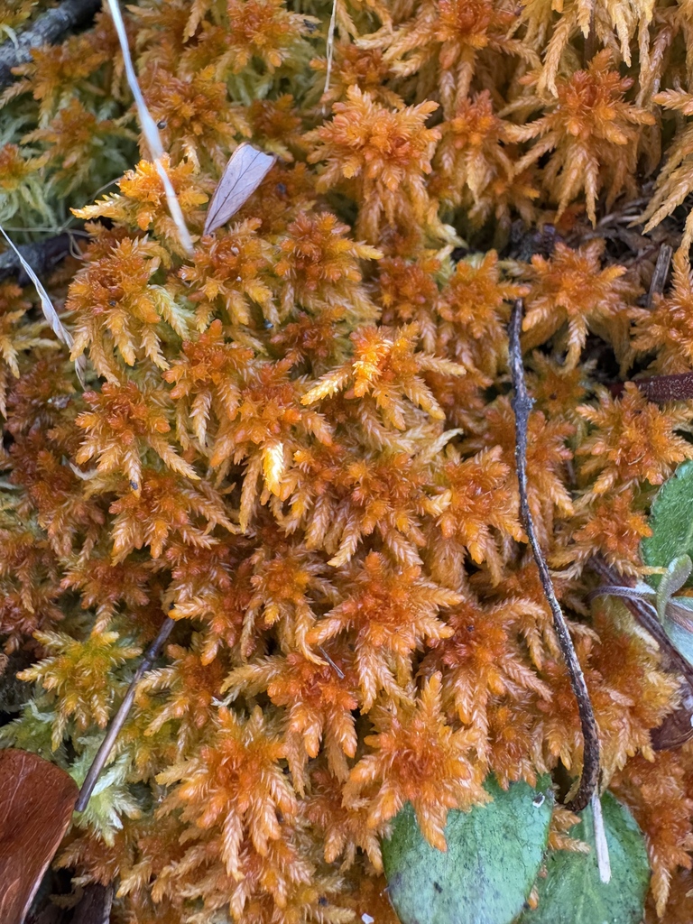 Sphagnum ovatum (Sphagnum ovatum)