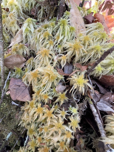 Sphagnum junghuhnianum