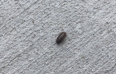 Armadillidium vulgare