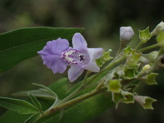Vitex negundo heterophylla