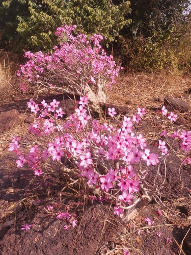 desert rose