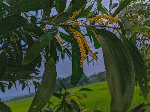 Acacia auriculiformis