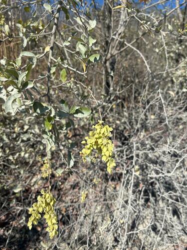 Gymnopodium floribundum, photograph 2