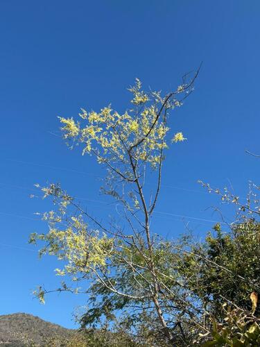 Gymnopodium floribundum, photograph 3