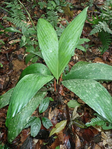 Chamaedorea pauciflora