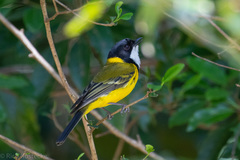 Australian Golden Whistler photo 3