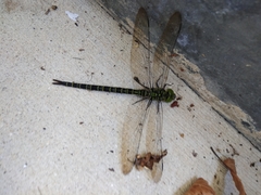 Coryphaeschna