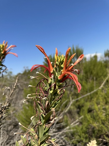 Image of Lobelia excelsa by (c) Matt Berger, some rights reserved (CC BY)