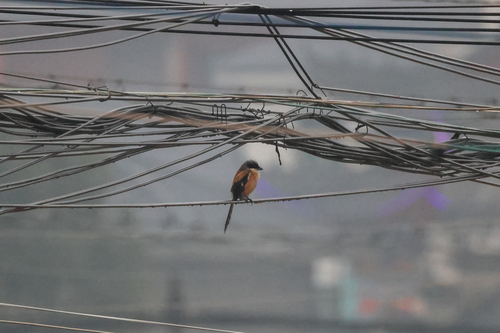 Long-tailed Shrike