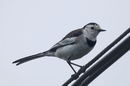 White Wagtail