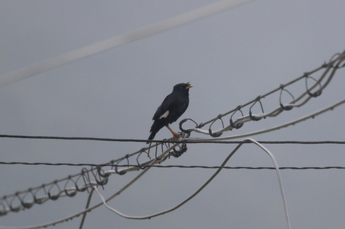 Crested Myna
