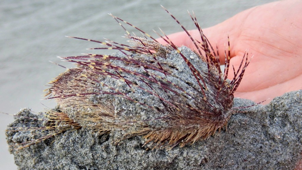 Lovenia elongata
