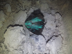 Atlides polybe