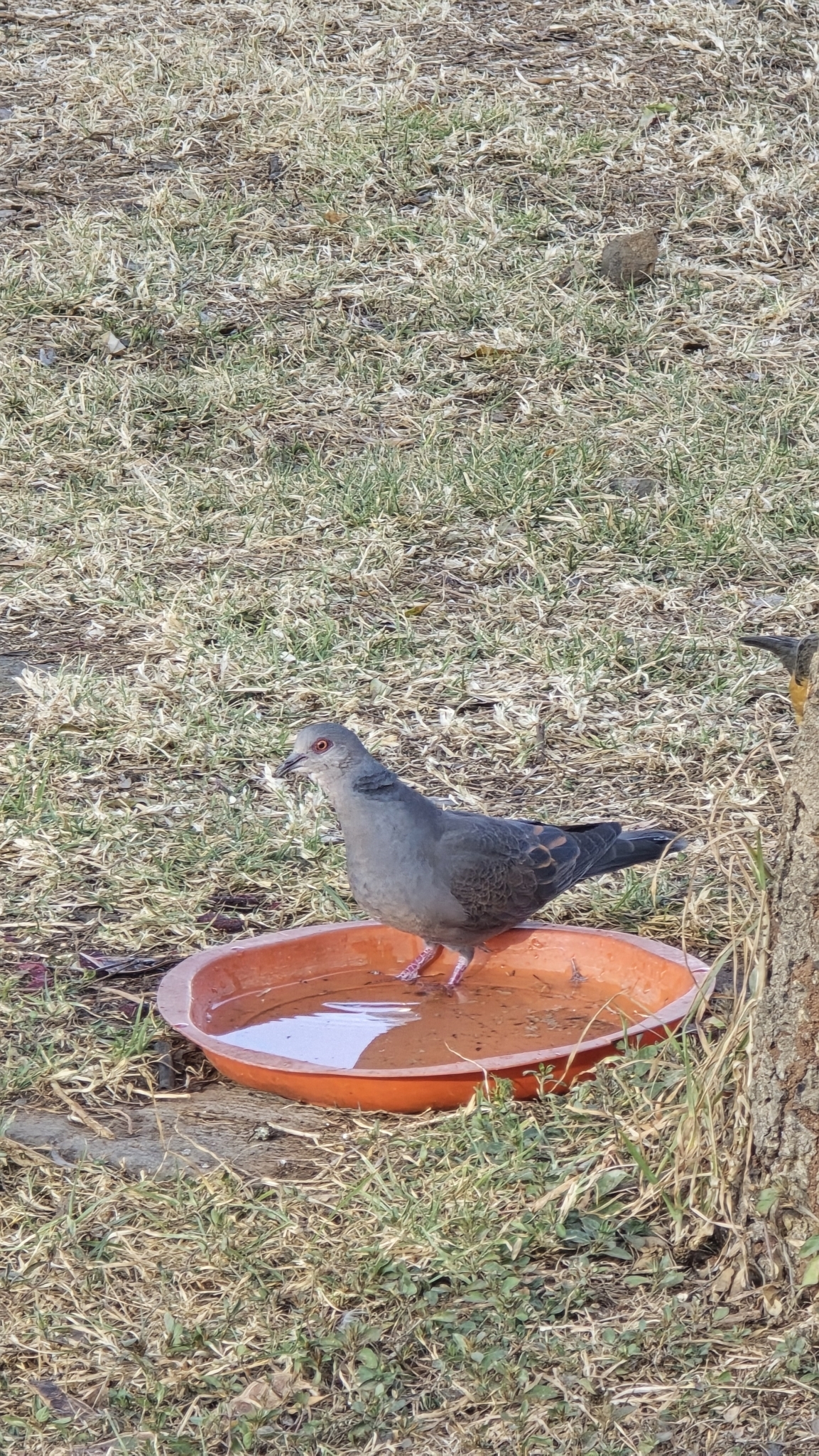 Dusky Turtle Dove (Streptopelia lugens), photo 3