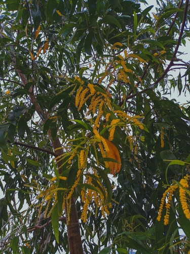 Acacia auriculiformis
