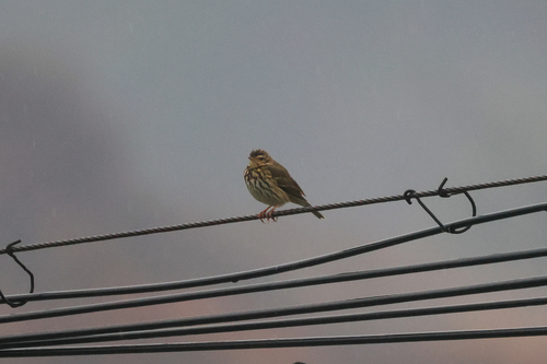 Olive-backed Pipit