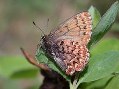 Callophrys eryphon