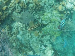 Epinephelus striatus