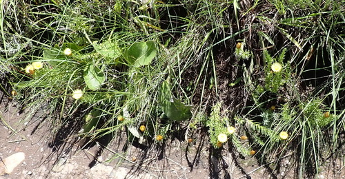 Image of Helichrysum herbaceum by (c) Nicola van Berkel, some rights reserved (CC BY-SA)